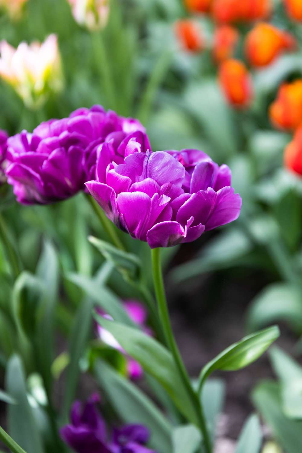 Tulipan 'Double Negrita'